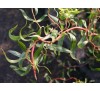 Ива Матсудана Эритрофлексуоза (Erythroflexuosa) С2
